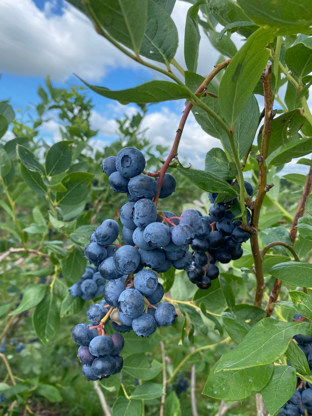 Favorite Little Kid TV