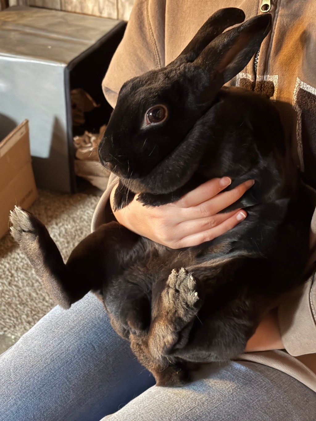 Bunnies, books, and acid reflux.